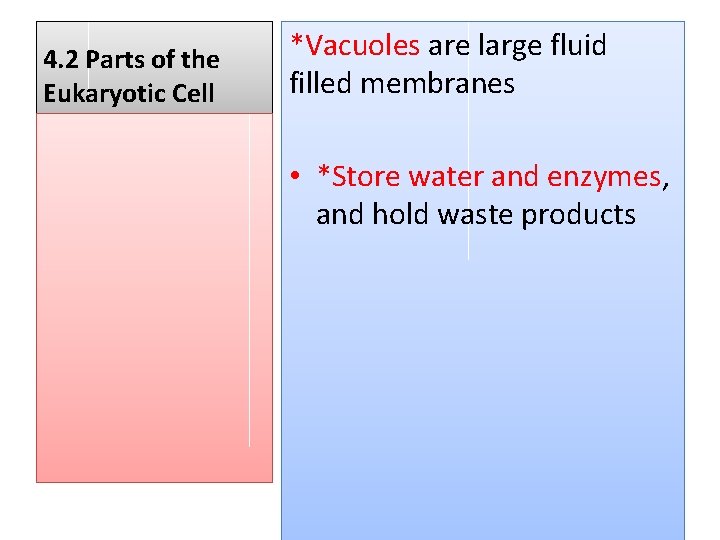 4. 2 Parts of the Eukaryotic Cell *Vacuoles are large fluid filled membranes •