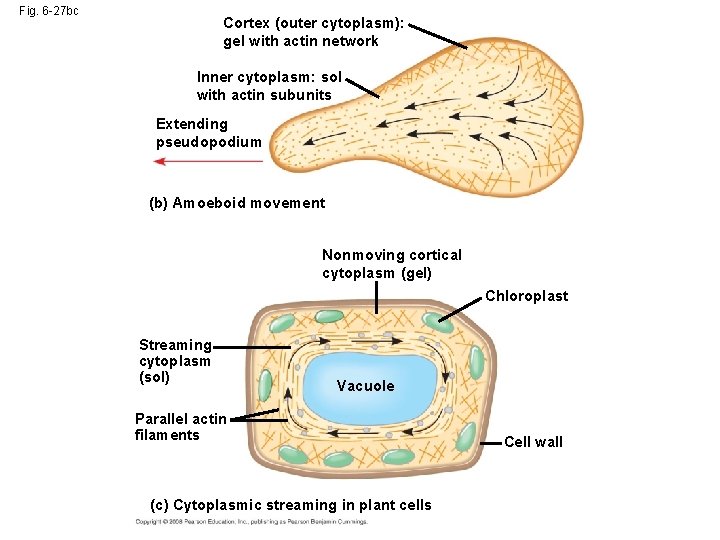 Fig. 6 -27 bc Cortex (outer cytoplasm): gel with actin network Inner cytoplasm: sol