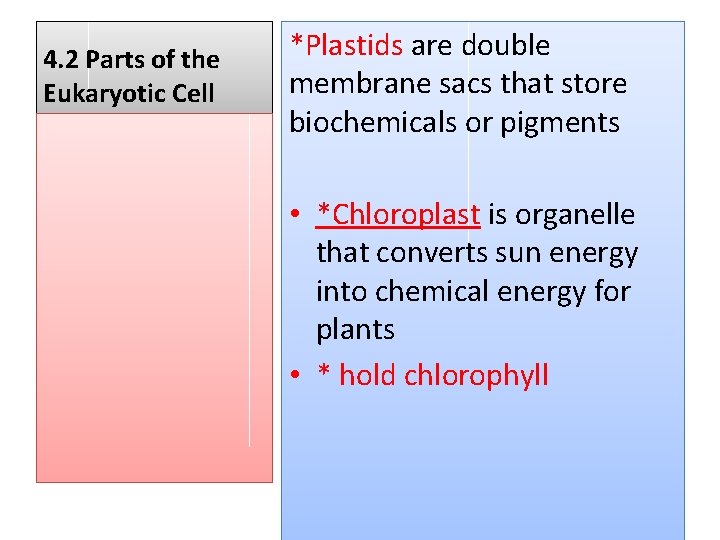 4. 2 Parts of the Eukaryotic Cell *Plastids are double membrane sacs that store
