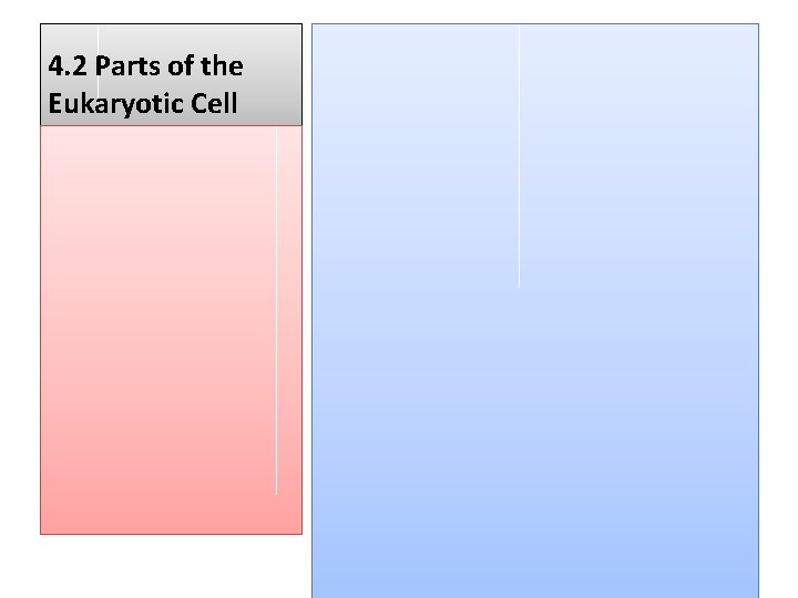 4. 2 Parts of the Eukaryotic Cell 