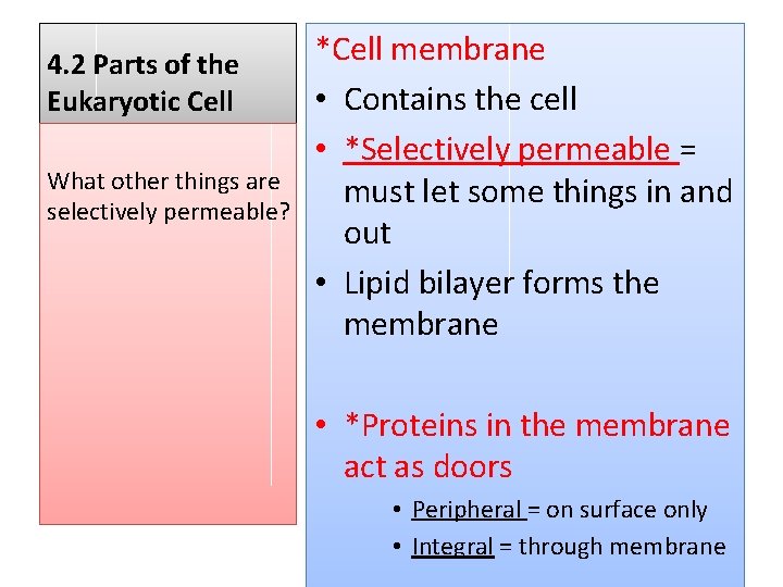 4. 2 Parts of the Eukaryotic Cell What other things are selectively permeable? *Cell