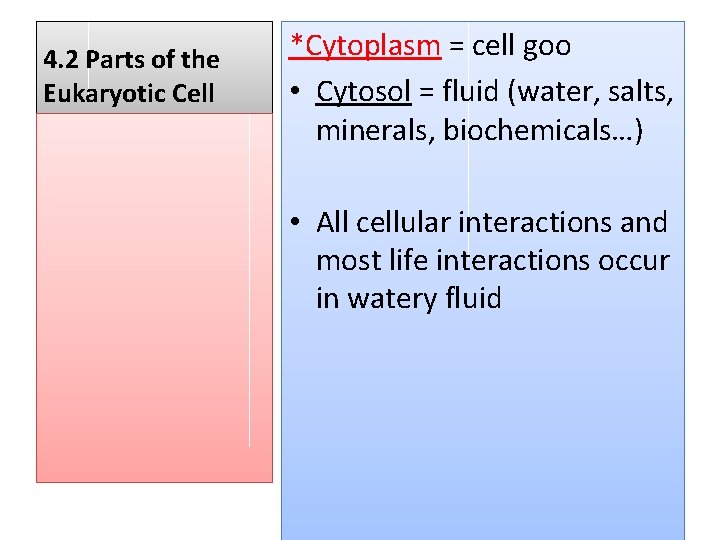 4. 2 Parts of the Eukaryotic Cell *Cytoplasm = cell goo • Cytosol =