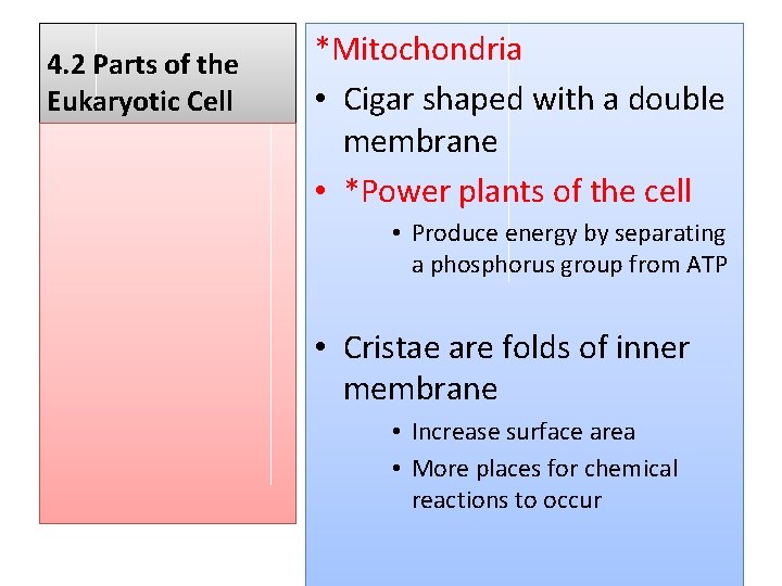 4. 2 Parts of the Eukaryotic Cell *Mitochondria • Cigar shaped with a double