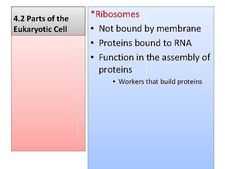 4. 2 Parts of the Eukaryotic Cell *Ribosomes • Not bound by membrane •