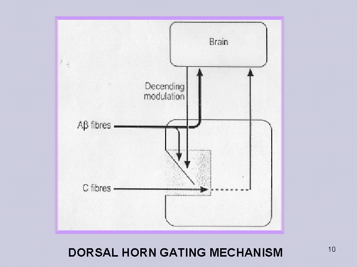DORSAL HORN GATING MECHANISM 10 