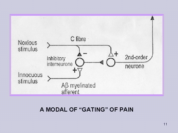 A MODAL OF “GATING” OF PAIN 11 