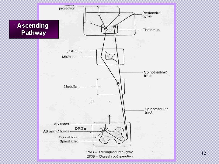 Ascending Pathway 12 