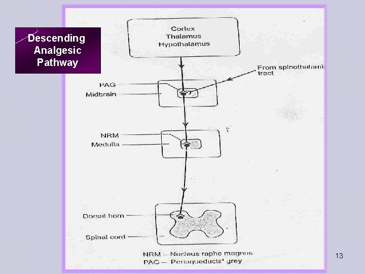 Descending Analgesic Pathway 13 