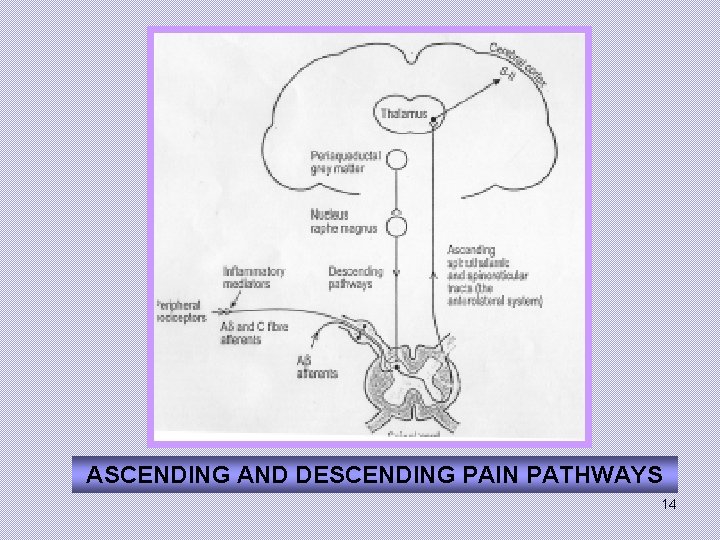 ASCENDING AND DESCENDING PAIN PATHWAYS 14 