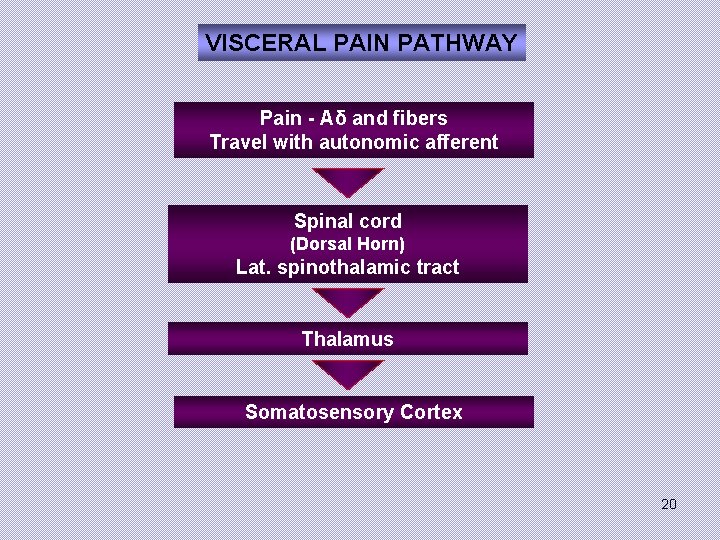 VISCERAL PAIN PATHWAY Pain - Aδ and fibers Travel with autonomic afferent Spinal cord