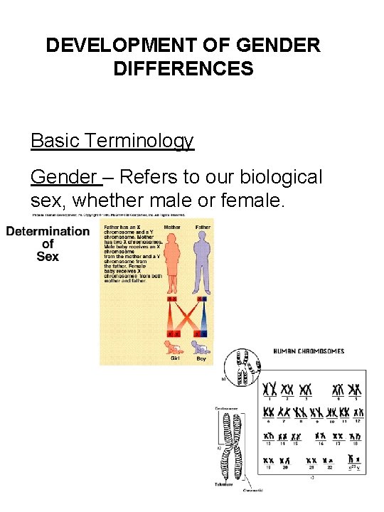 DEVELOPMENT OF GENDER DIFFERENCES Basic Terminology Gender – Refers to our biological sex, whether