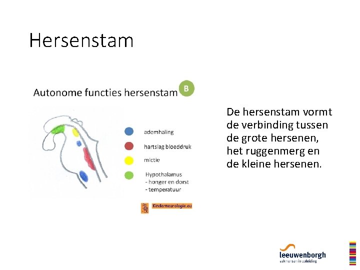 Hersenstam De hersenstam vormt de verbinding tussen de grote hersenen, het ruggenmerg en de