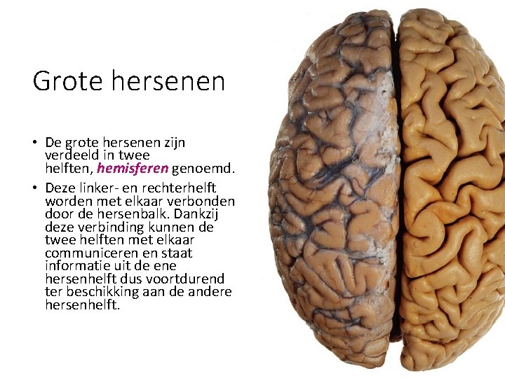 Grote hersenen • De grote hersenen zijn verdeeld in twee helften, hemisferen genoemd. •