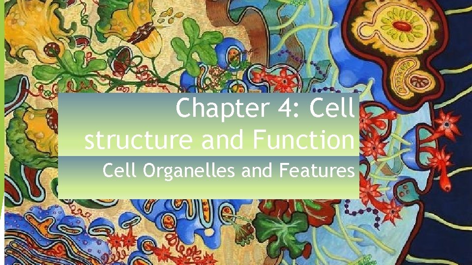 Chapter 4: Cell structure and Function Cell Organelles and Features 