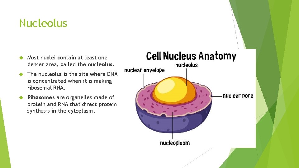 Nucleolus Most nuclei contain at least one denser area, called the nucleolus. The nucleolus