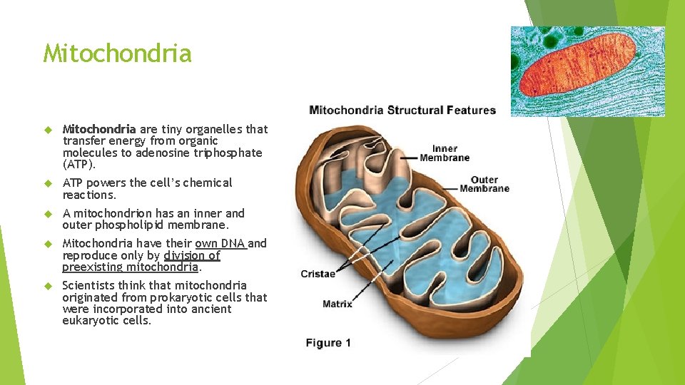 Mitochondria are tiny organelles that transfer energy from organic molecules to adenosine triphosphate (ATP).