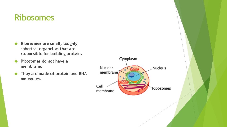 Ribosomes are small, toughly spherical organelles that are responsible for building protein. Ribosomes do