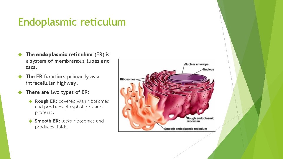 Endoplasmic reticulum The endoplasmic reticulum (ER) is a system of membranous tubes and sacs.