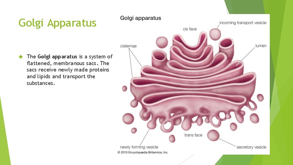 Golgi Apparatus The Golgi apparatus is a system of flattened, membranous sacs. The sacs