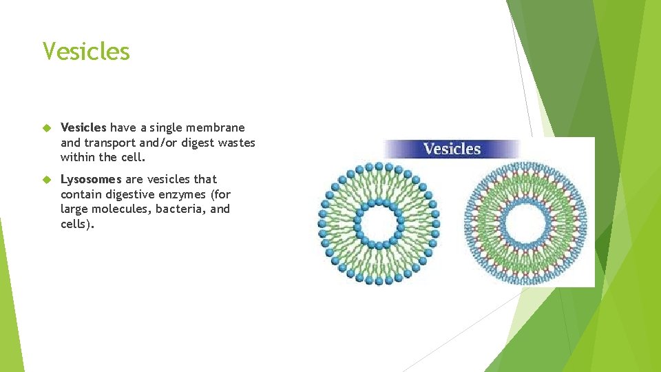 Vesicles have a single membrane and transport and/or digest wastes within the cell. Lysosomes