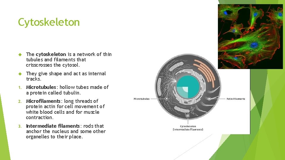 Cytoskeleton The cytoskeleton is a network of thin tubules and filaments that crisscrosses the