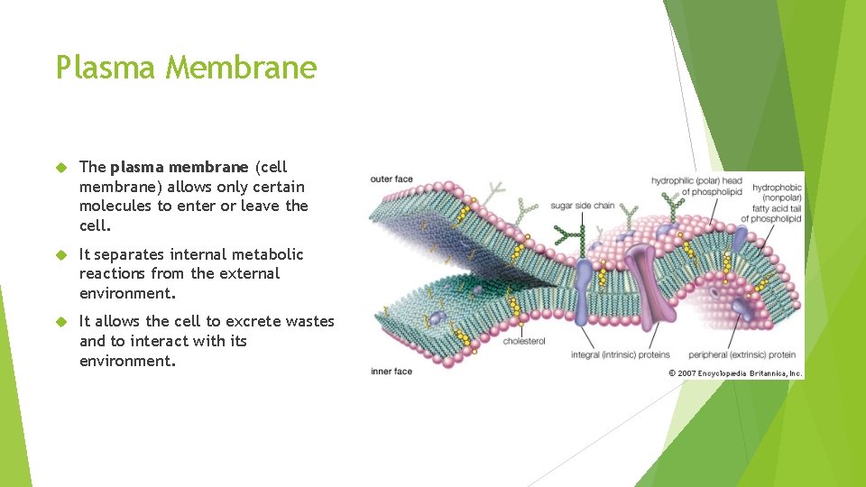 Plasma Membrane The plasma membrane (cell membrane) allows only certain molecules to enter or