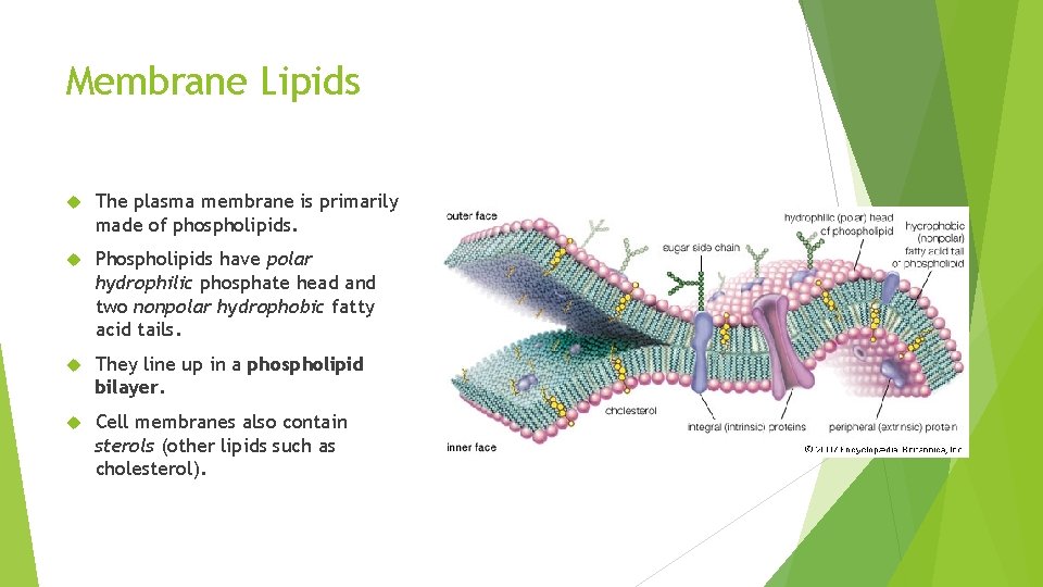 Membrane Lipids The plasma membrane is primarily made of phospholipids. Phospholipids have polar hydrophilic