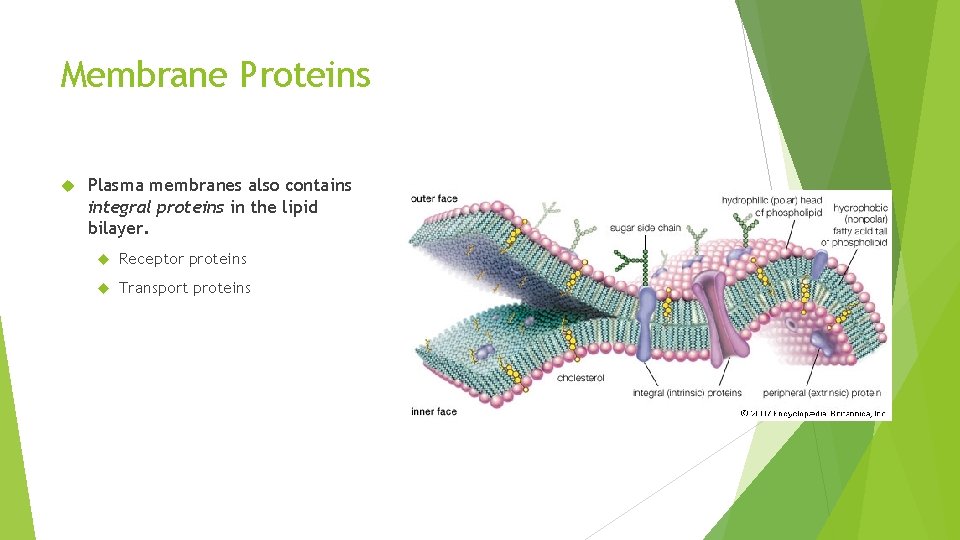 Membrane Proteins Plasma membranes also contains integral proteins in the lipid bilayer. Receptor proteins