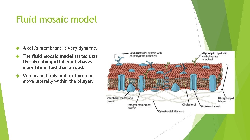 Fluid mosaic model A cell’s membrane is very dynamic. The fluid mosaic model states