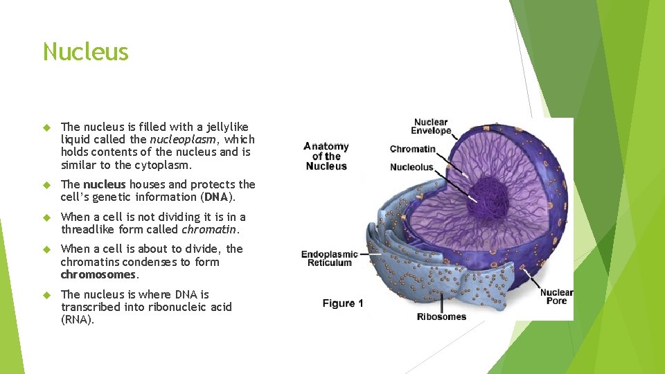 Nucleus The nucleus is filled with a jellylike liquid called the nucleoplasm, which holds