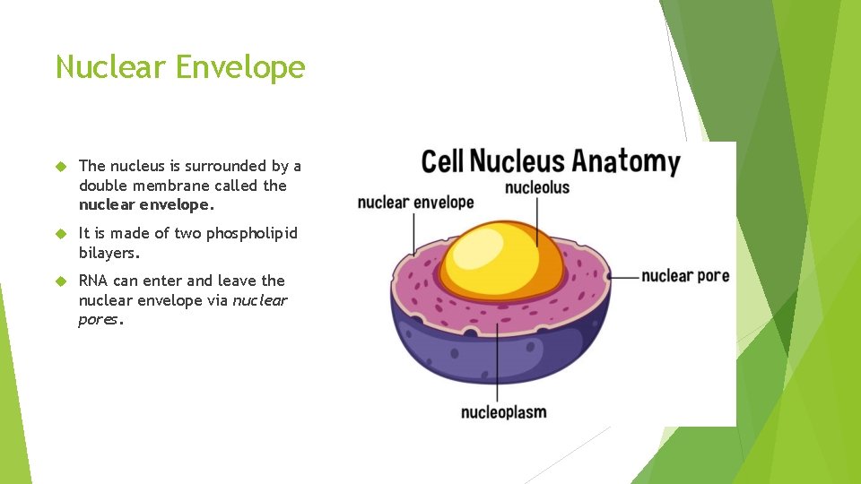 Nuclear Envelope The nucleus is surrounded by a double membrane called the nuclear envelope.