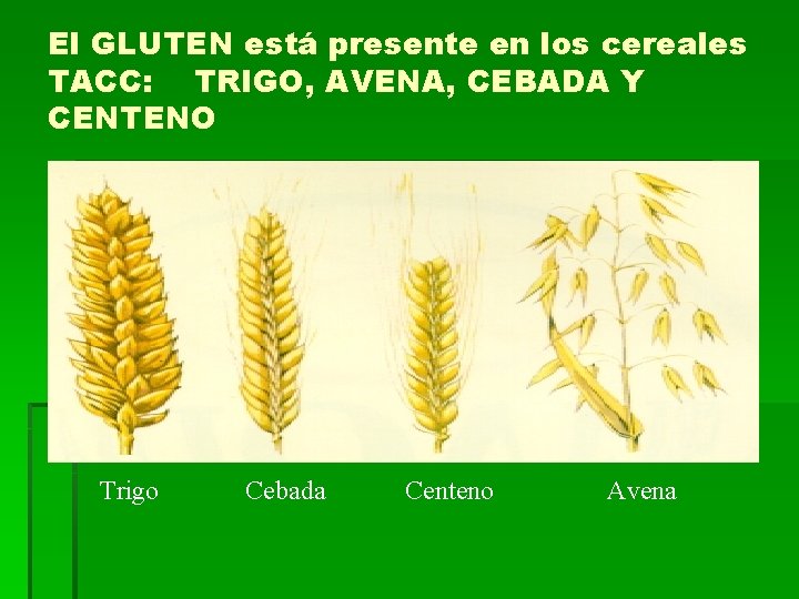 El GLUTEN está presente en los cereales TACC: TRIGO, AVENA, CEBADA Y CENTENO Trigo El GLUTEN está presente en los cereales TACC: TRIGO, AVENA, CEBADA Y CENTENO Trigo