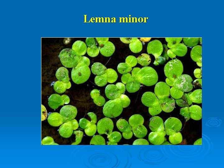 Lemna minor 