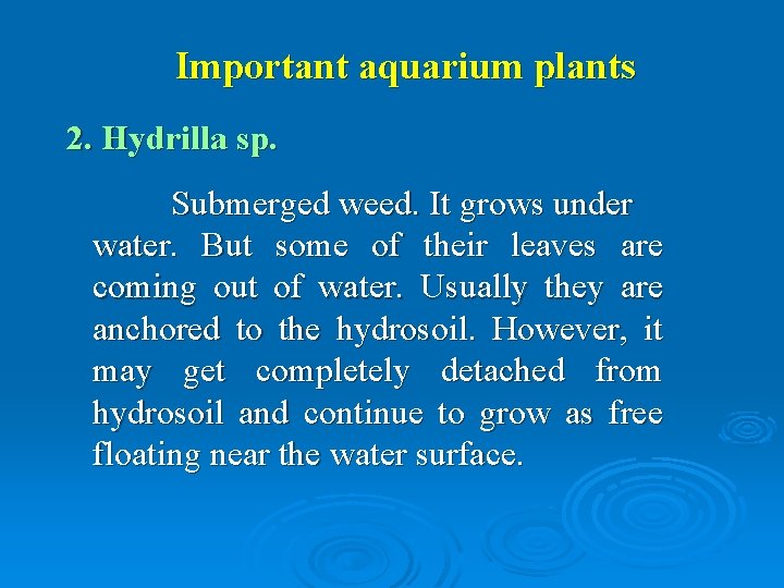 Important aquarium plants 2. Hydrilla sp. Submerged weed. It grows under water. But some