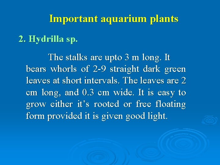 Important aquarium plants 2. Hydrilla sp. The stalks are upto 3 m long. It