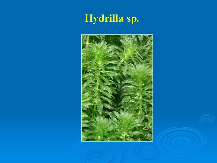 Hydrilla sp. 