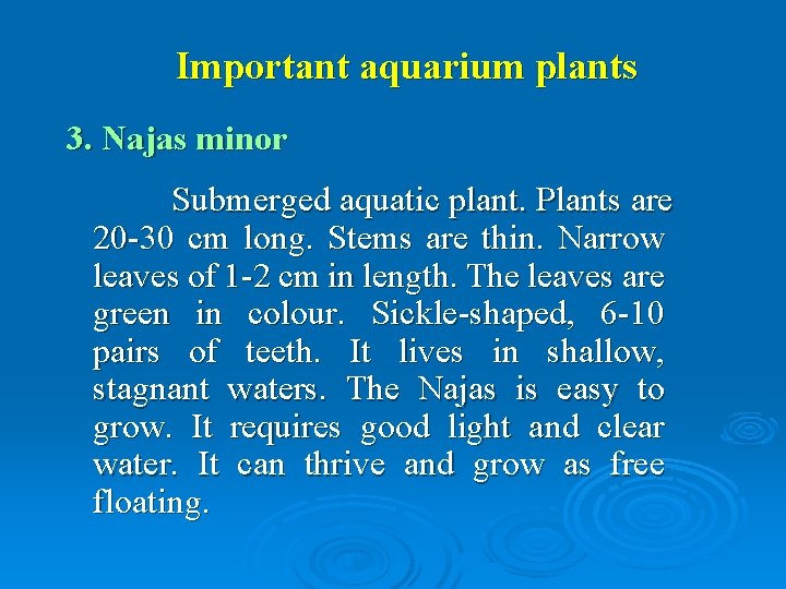 Important aquarium plants 3. Najas minor Submerged aquatic plant. Plants are 20 -30 cm