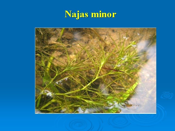 Najas minor 