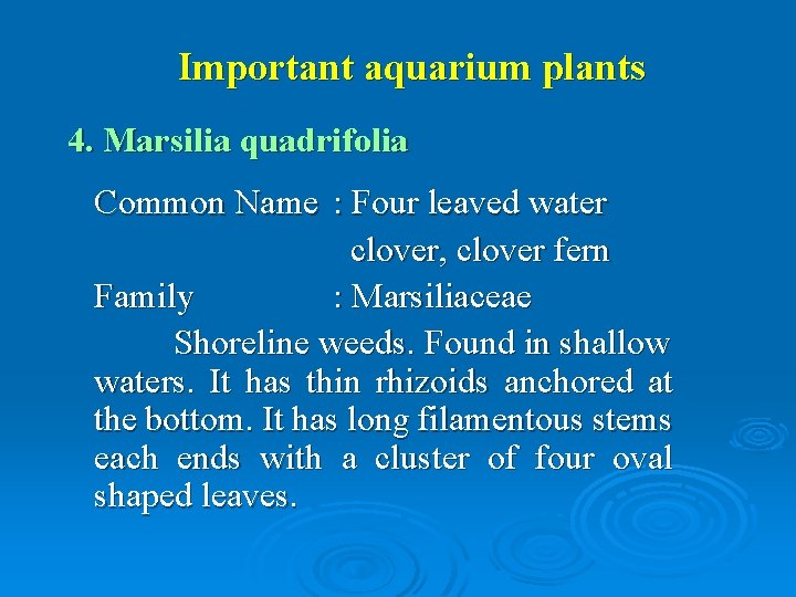 Important aquarium plants 4. Marsilia quadrifolia Common Name : Four leaved water clover, clover