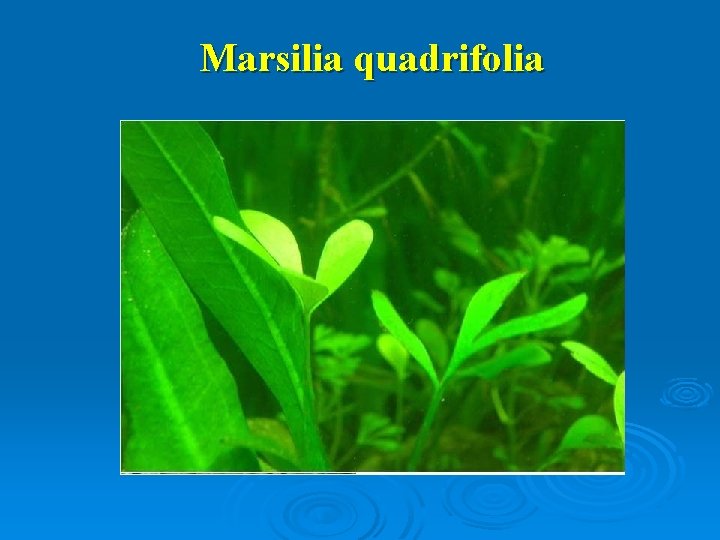 Marsilia quadrifolia 