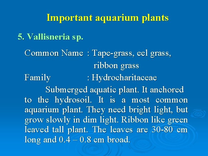 Important aquarium plants 5. Vallisneria sp. Common Name : Tape-grass, eel grass, ribbon grass