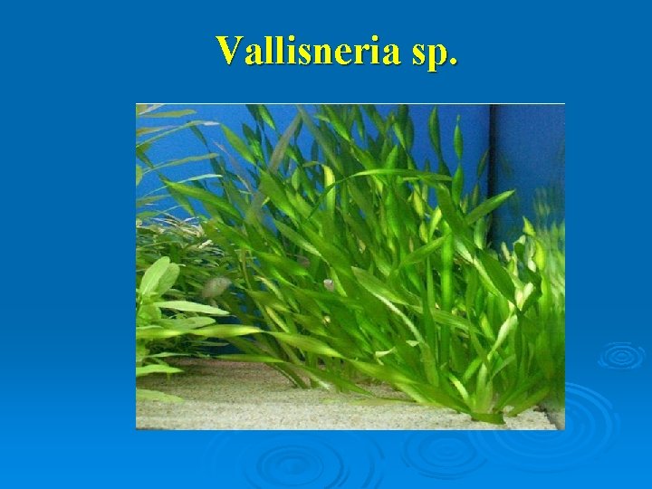 Vallisneria sp. 