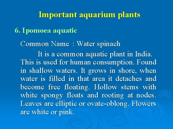 Important aquarium plants 6. Ipomoea aquatic Common Name : Water spinach It is a