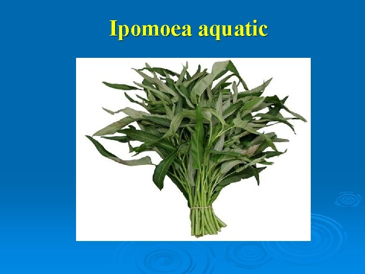 Ipomoea aquatic 