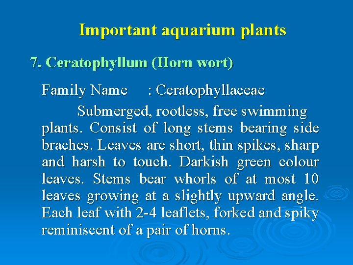 Important aquarium plants 7. Ceratophyllum (Horn wort) Family Name : Ceratophyllaceae Submerged, rootless, free