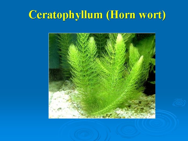 Ceratophyllum (Horn wort) 