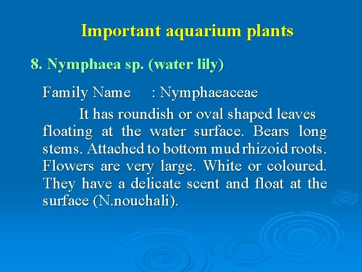 Important aquarium plants 8. Nymphaea sp. (water lily) Family Name : Nymphaeaceae It has