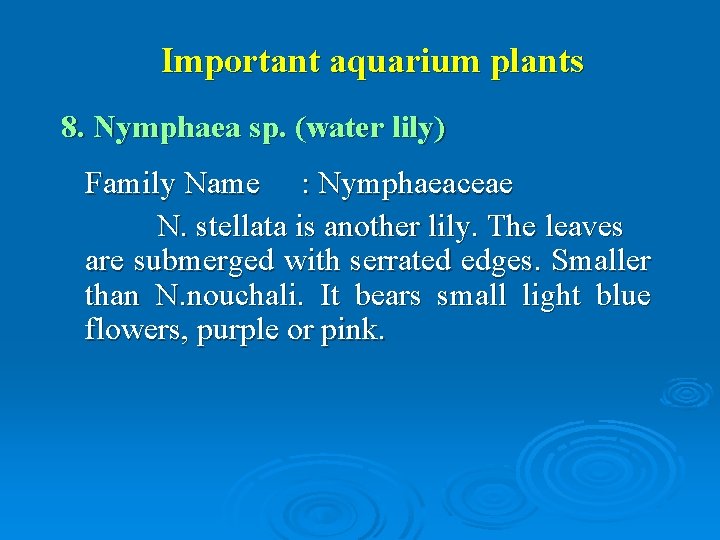 Important aquarium plants 8. Nymphaea sp. (water lily) Family Name : Nymphaeaceae N. stellata