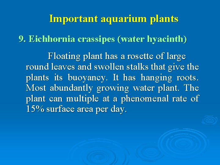 Important aquarium plants 9. Eichhornia crassipes (water hyacinth) Floating plant has a rosette of