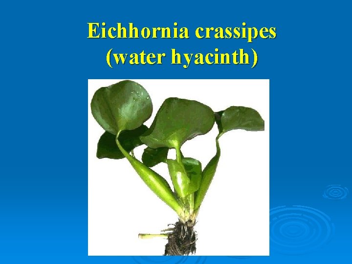 Eichhornia crassipes (water hyacinth) 